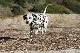 DALMATIEN 103